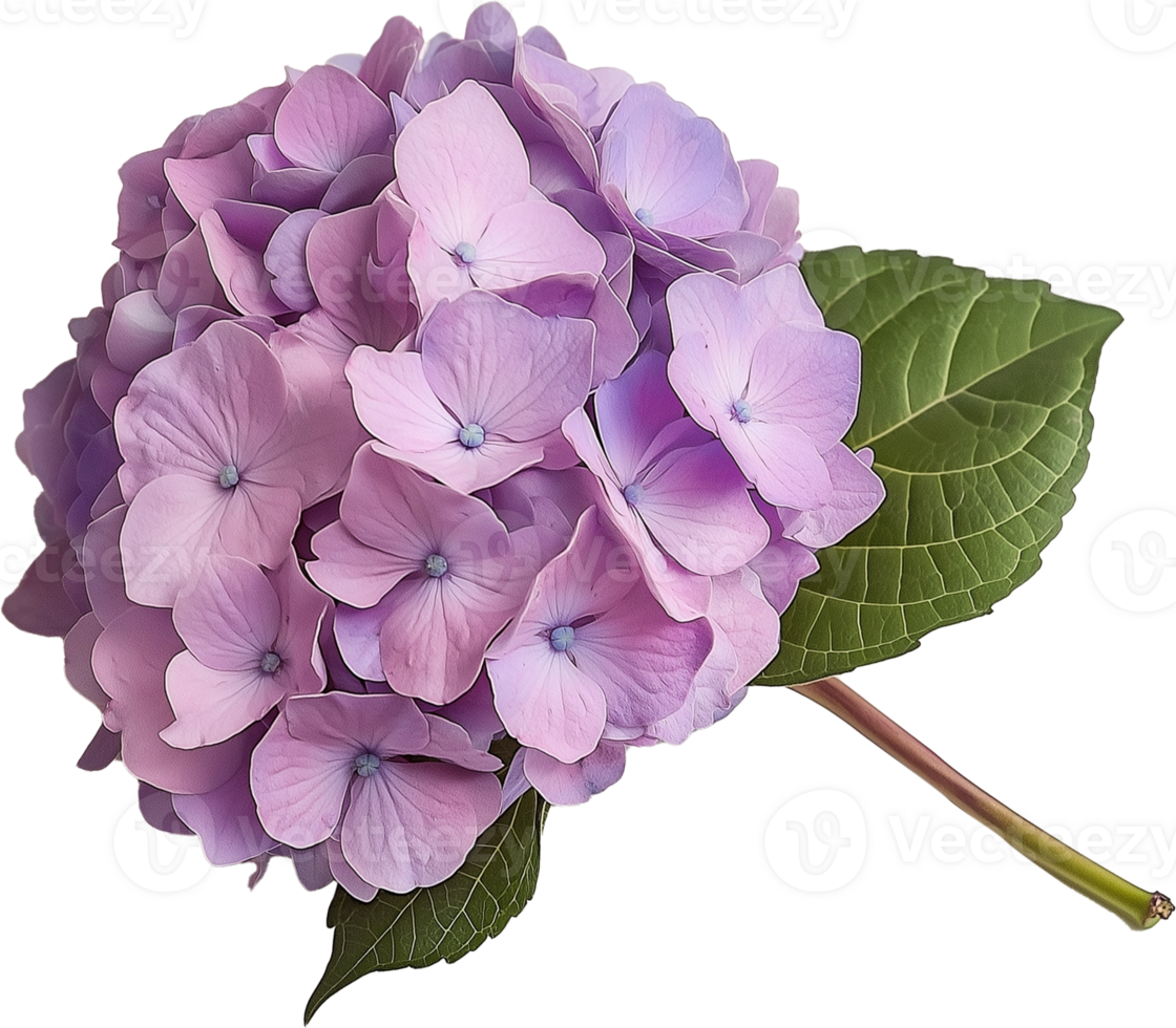 Fresh Hydrangea Bloom Isolated png