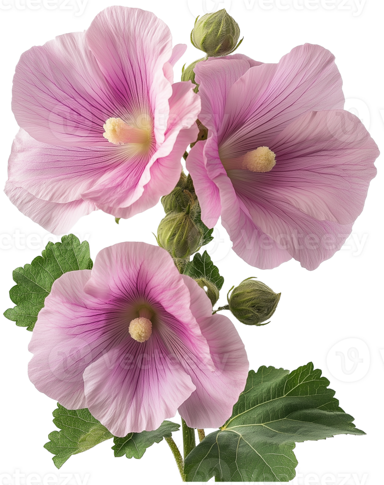 Hollyhock Plant with Flowers Isolated png