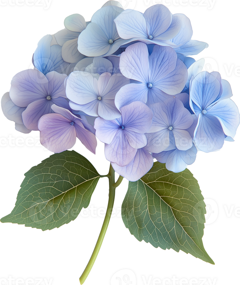 Hydrangea Flower Isolated on White Background png