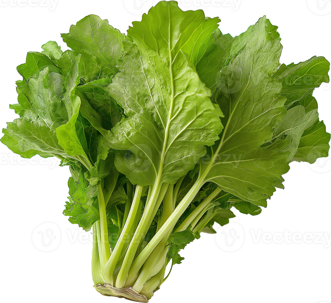 Fresh Leaf mustard isolate png