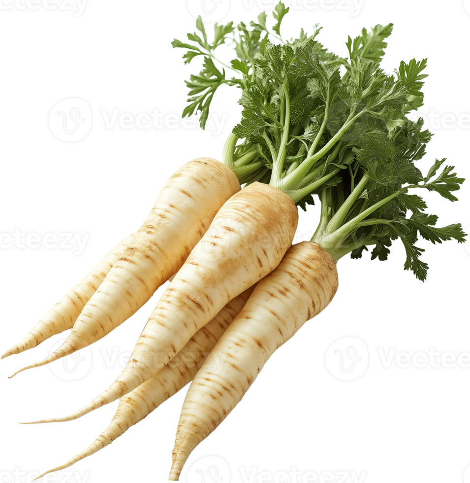 Fresh Parsnip on White Background png
