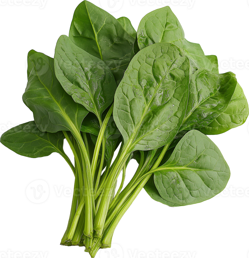 Fresh Malabar spinach isolated png
