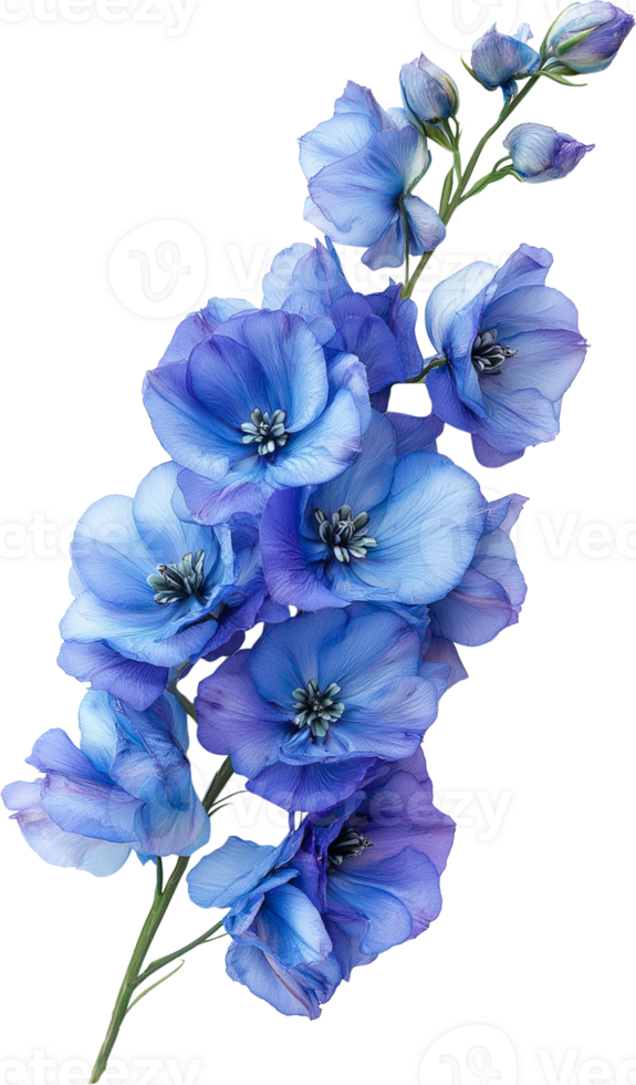 Beautiful Sweet Pea Flower on White Background png
