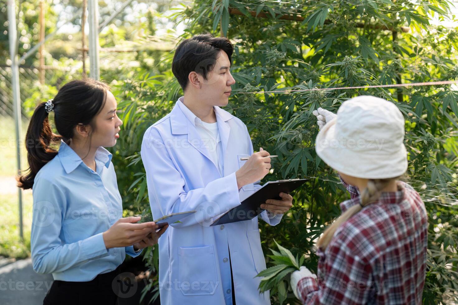 Cannabis researchers guiding a workshop on plant examination in a vibrant greenhouse environment photo