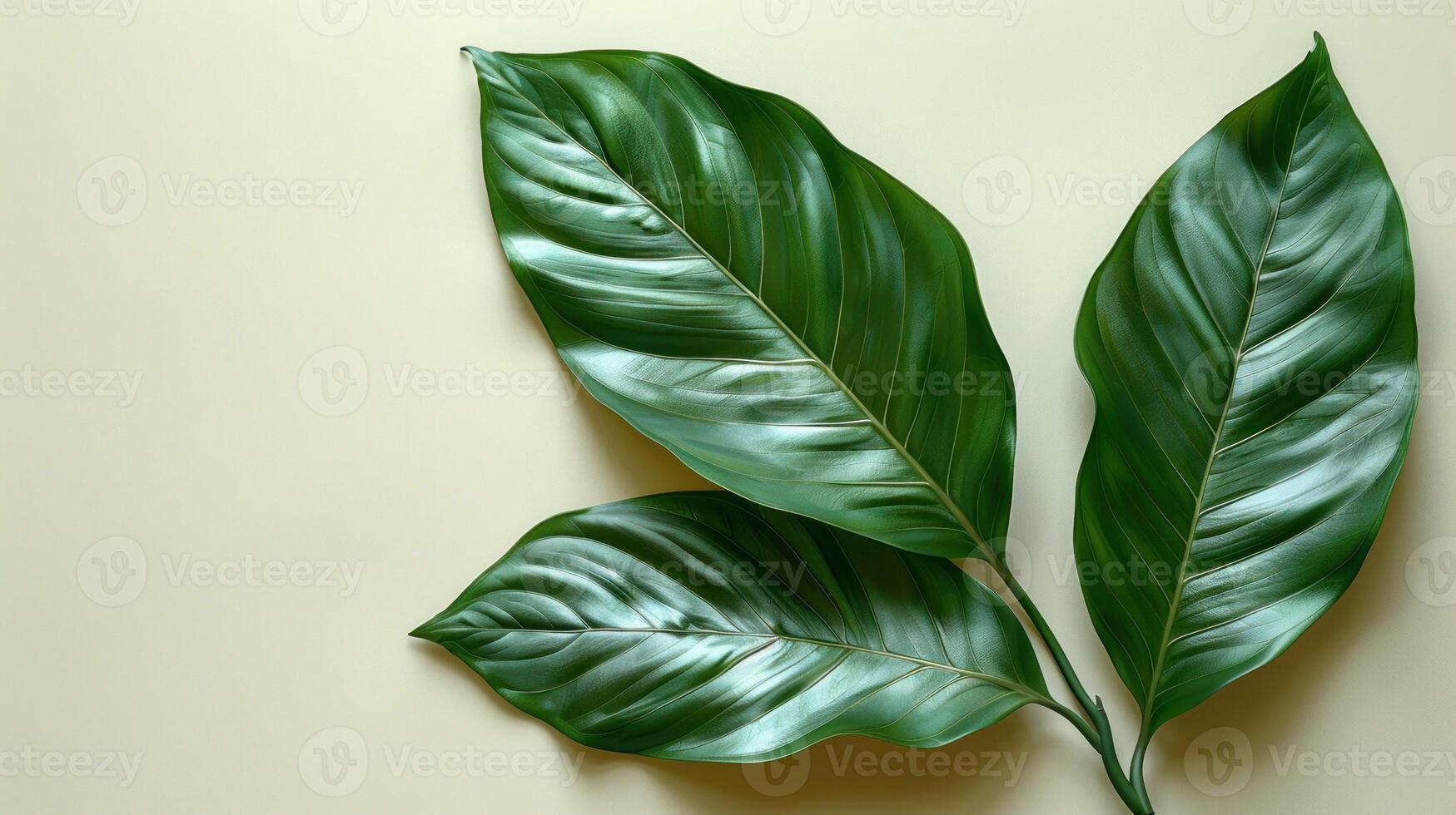 Three large leaves with prominent veins are arranged on a light beige surface photo