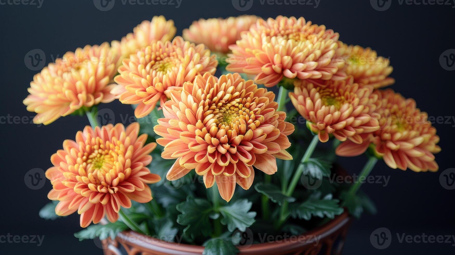Close-up of orange chrysanthemums in a brown pot photo
