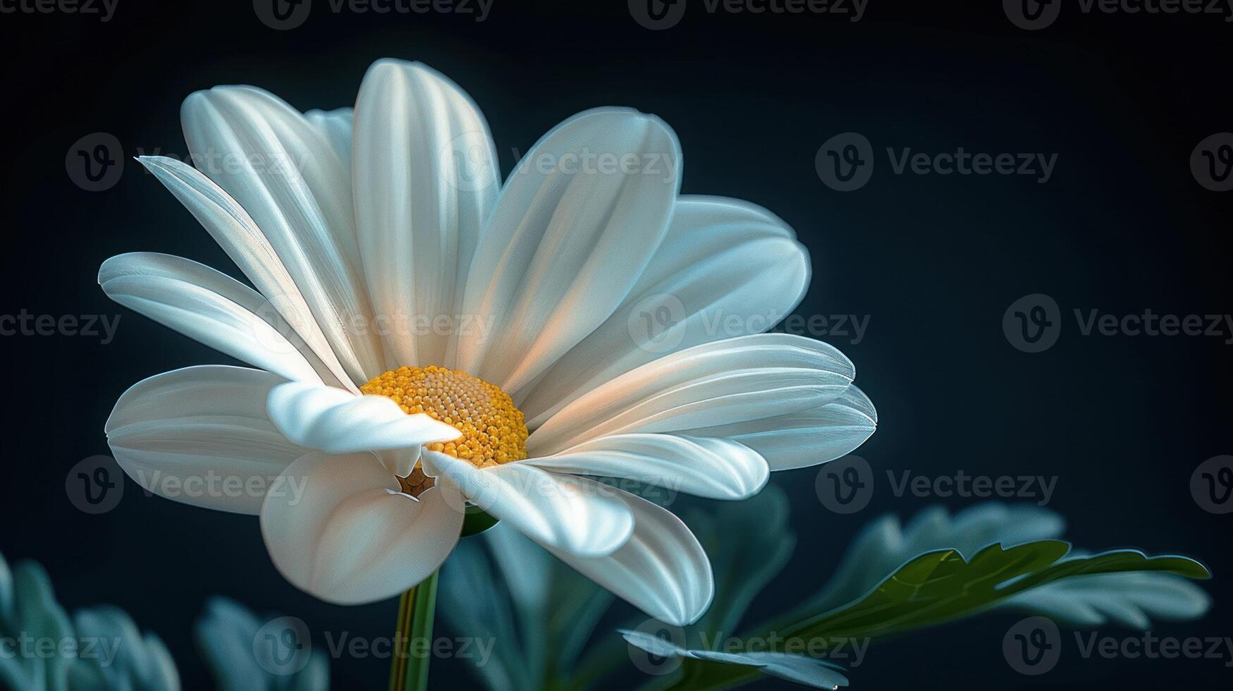 A delicate white daisy with a yellow center blooms against a dark background photo
