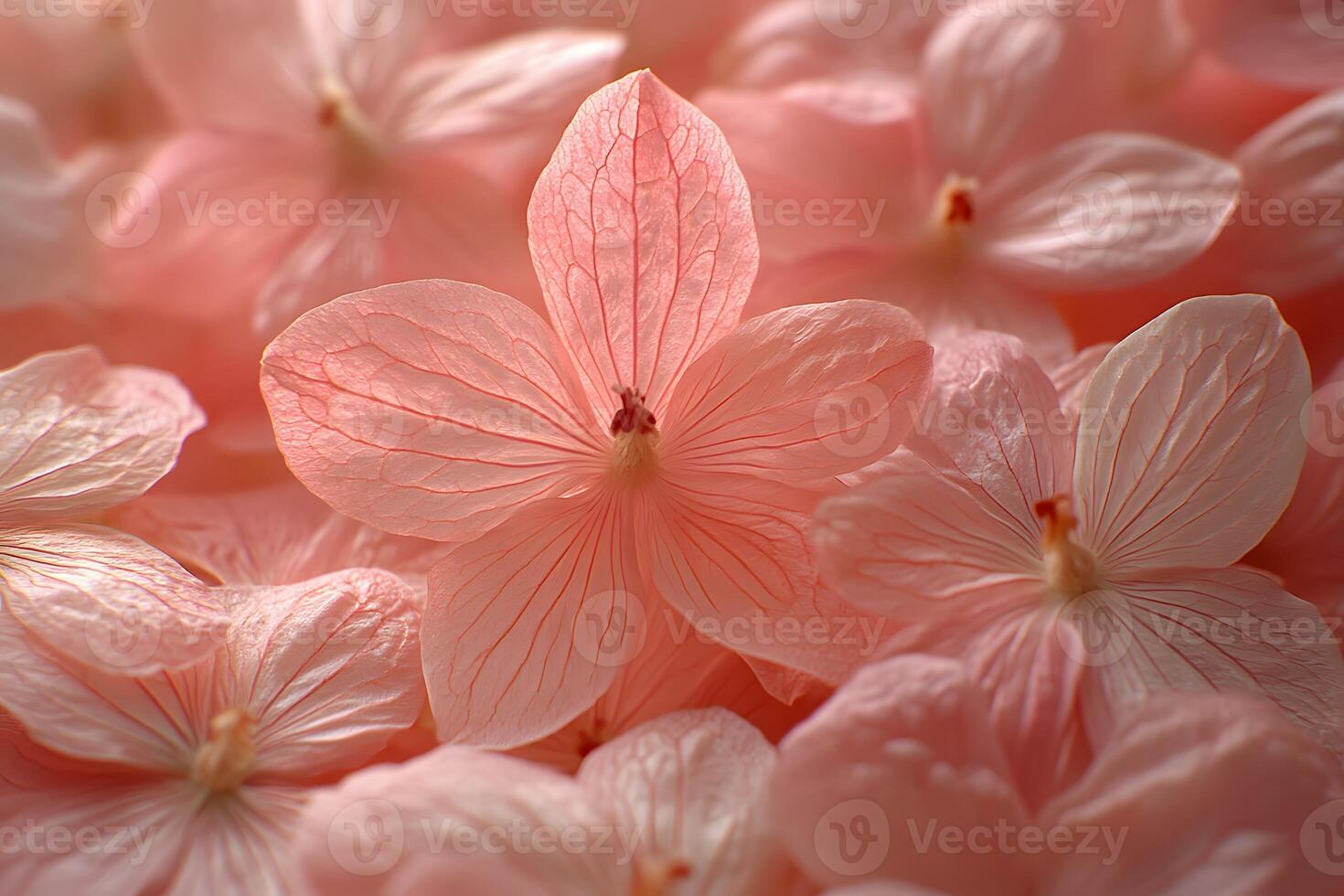 Soft Pink Petals Overhead View for Nature-Inspired Design and Decor photo