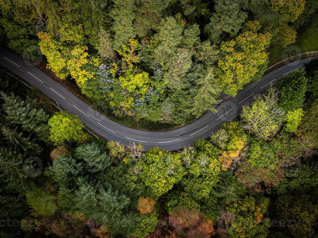 Winding road through colourful autumn forest aerial view photo