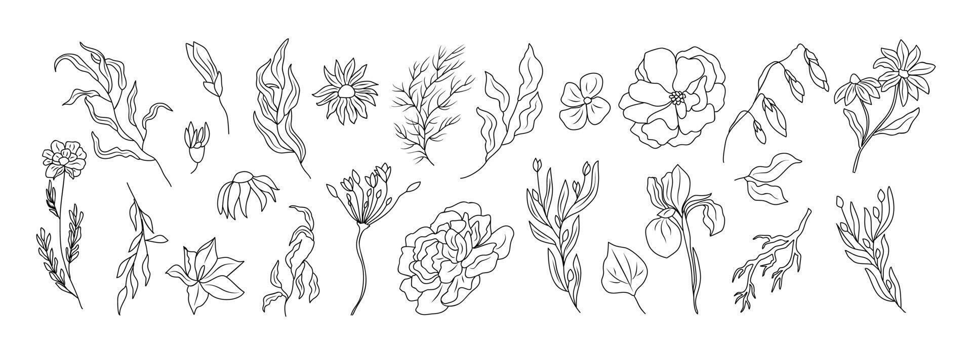 Tiny wild flowers and plants line art . vector