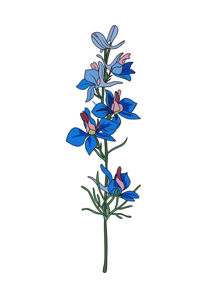 Larkspur July birth month flower isolated. vector