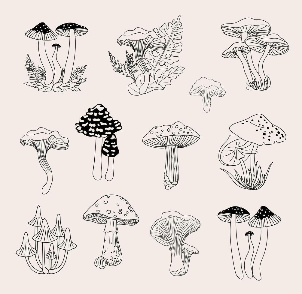 Set of Forest mushrooms hand drawn line art vector