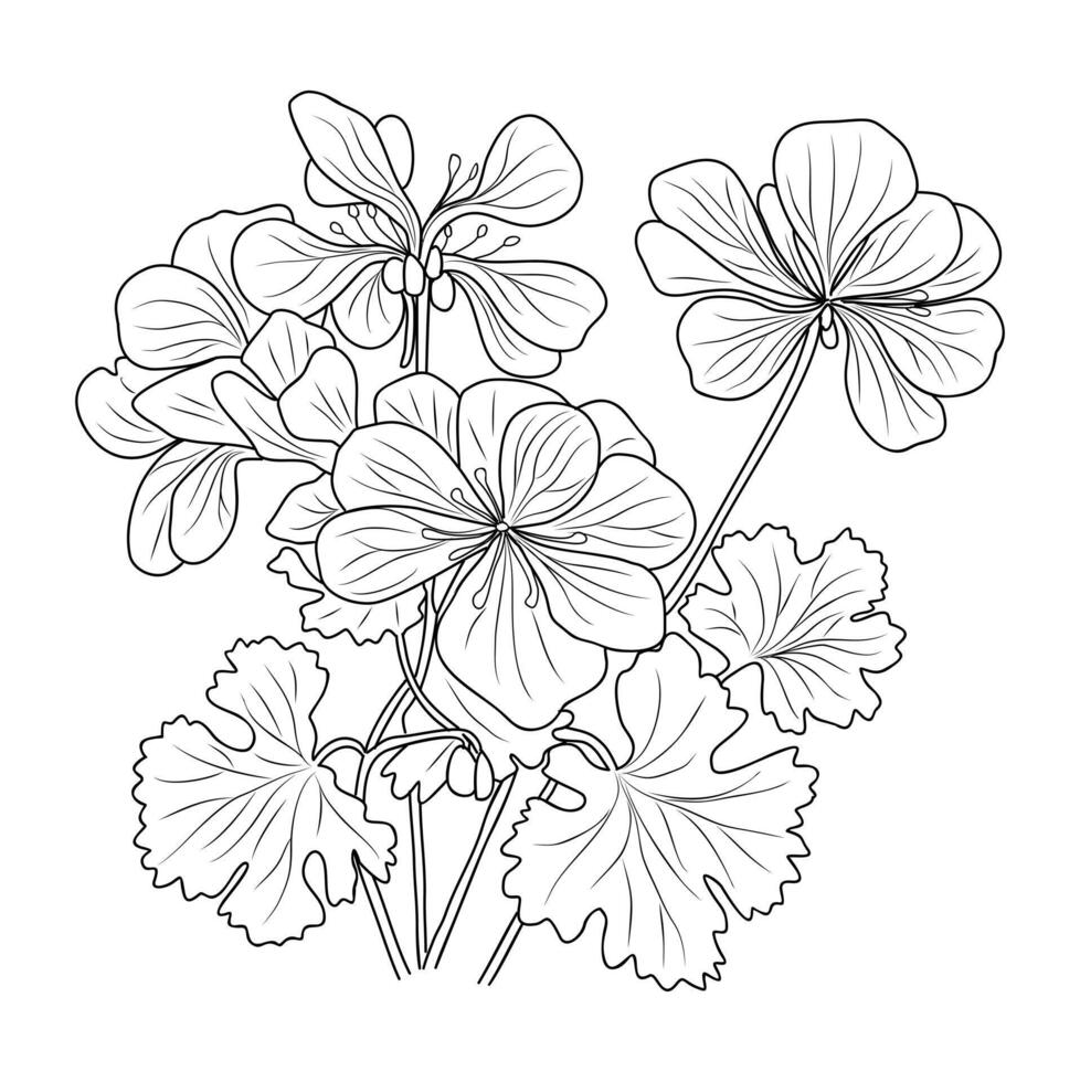 Geranium flower line art drawing isolated. vector