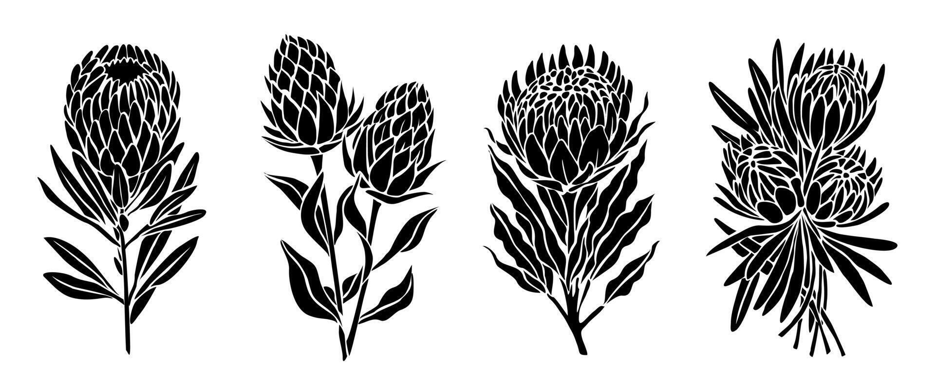 Set of botanical silhouettes of protea flowers. vector