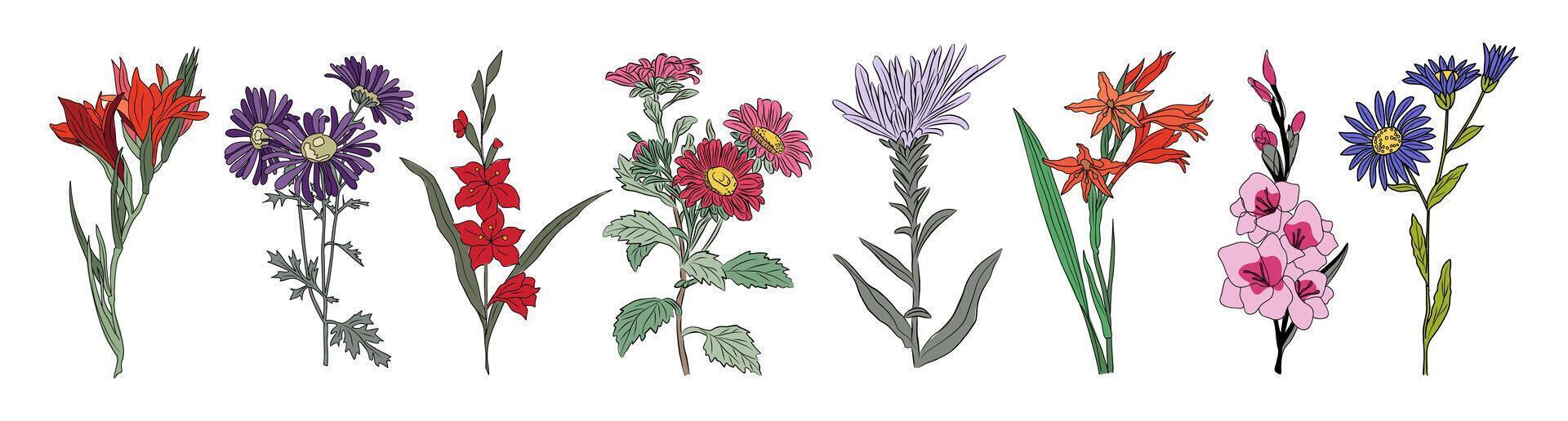 Set of Beautiful romantic summer flowers isolated. vector