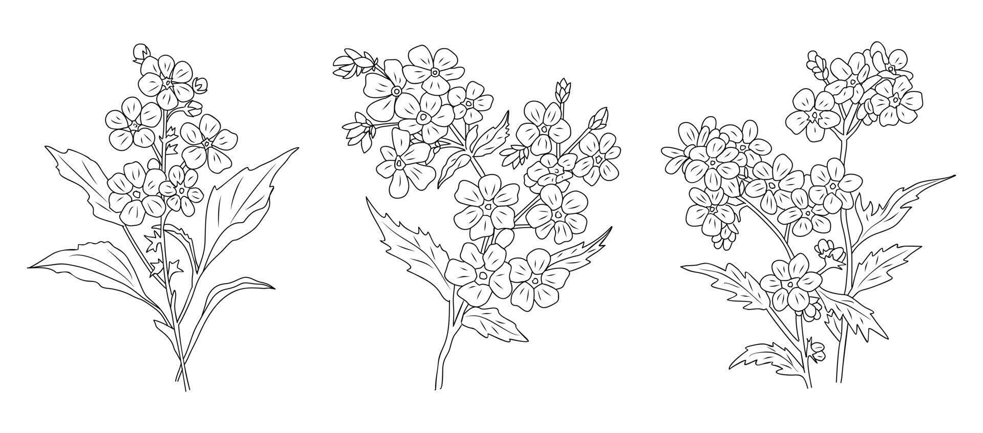 Set of Forget me not flower line art, Myosotis monochrome hand drawn black ink sketch vector