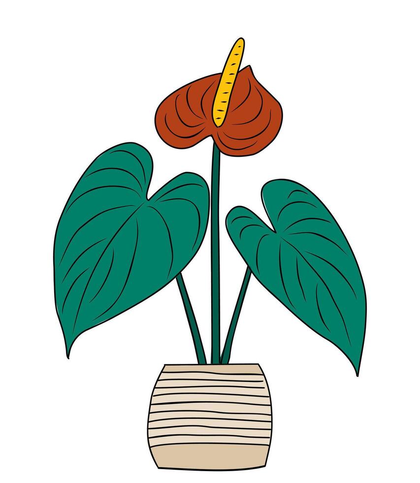 Anthurium house plant growing in ceramic hand made pot. Indoor potter plant for interior design vector