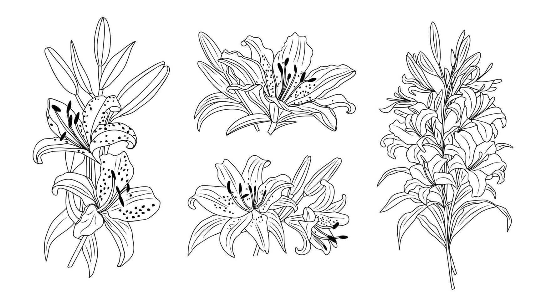 Lily flower line art botanical illustration vector