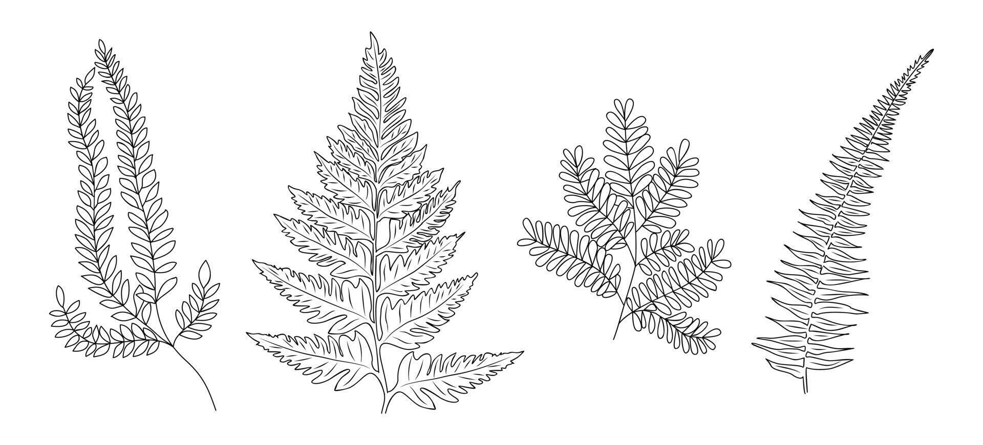 Set of Fern leaves line art drawings. vector