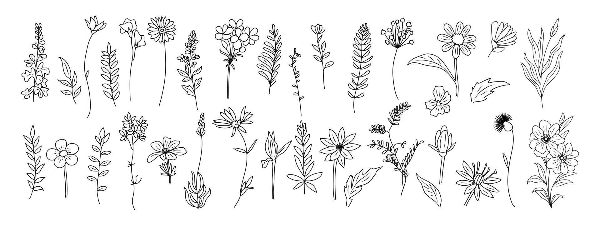 Set of tiny wild flowers, plants line art . vector