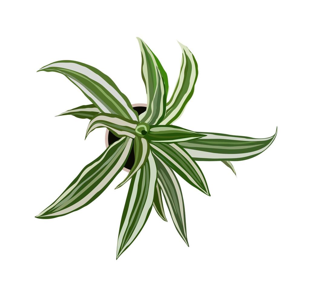 House plant Chlorophytum top view isolated. vector