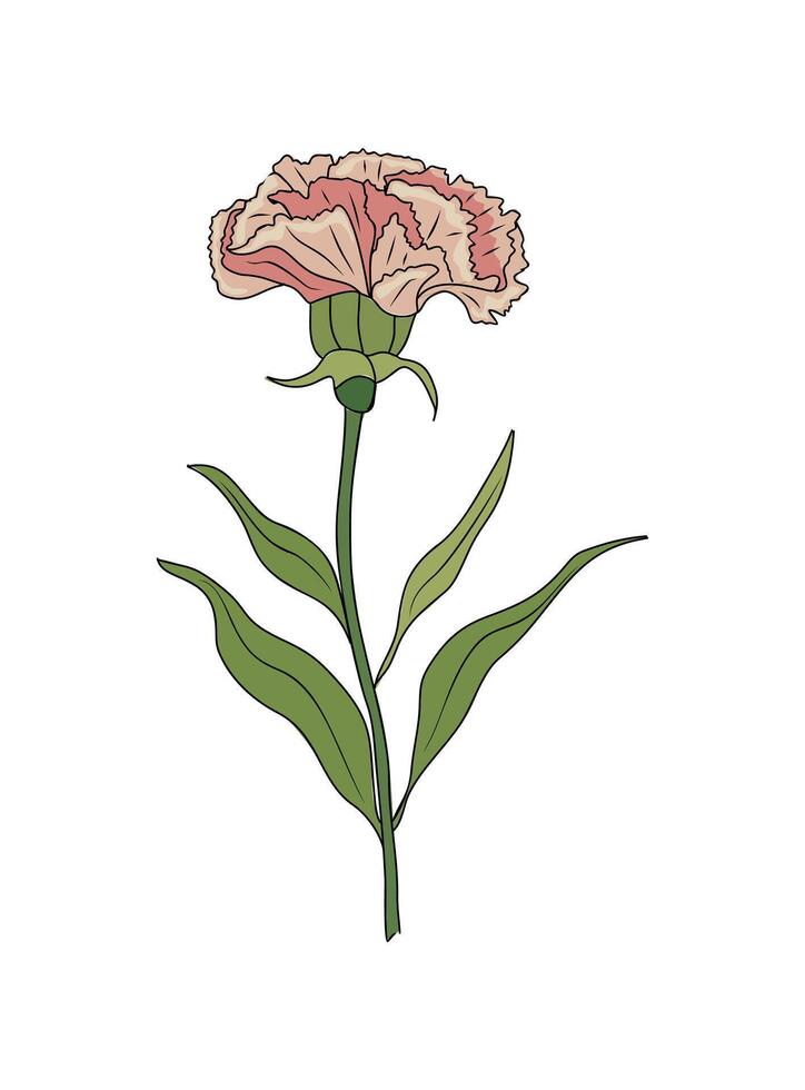 Carnation January Birth month flower art. vector