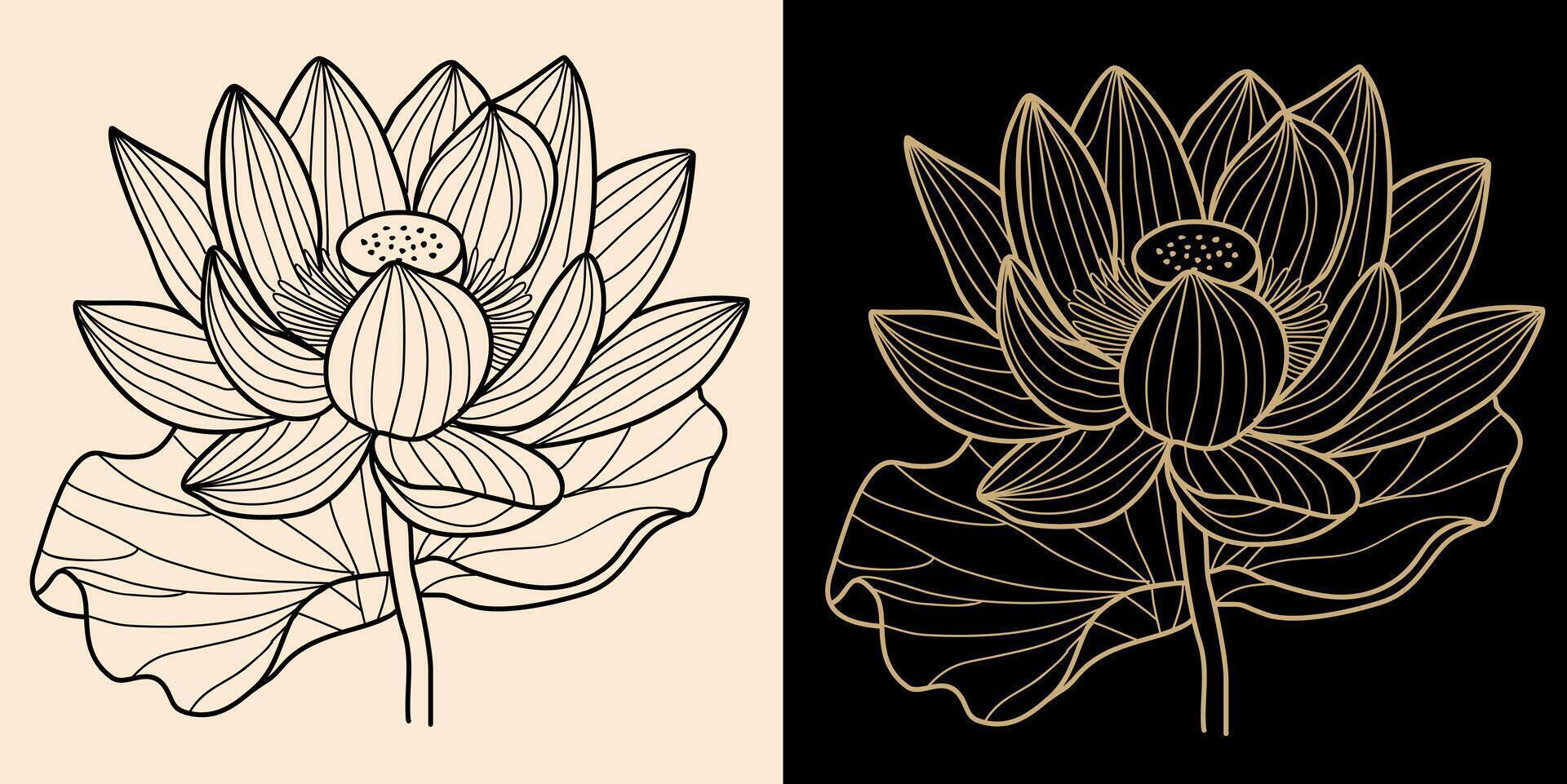 Lotus, Water Lily flower line art drawing. vector