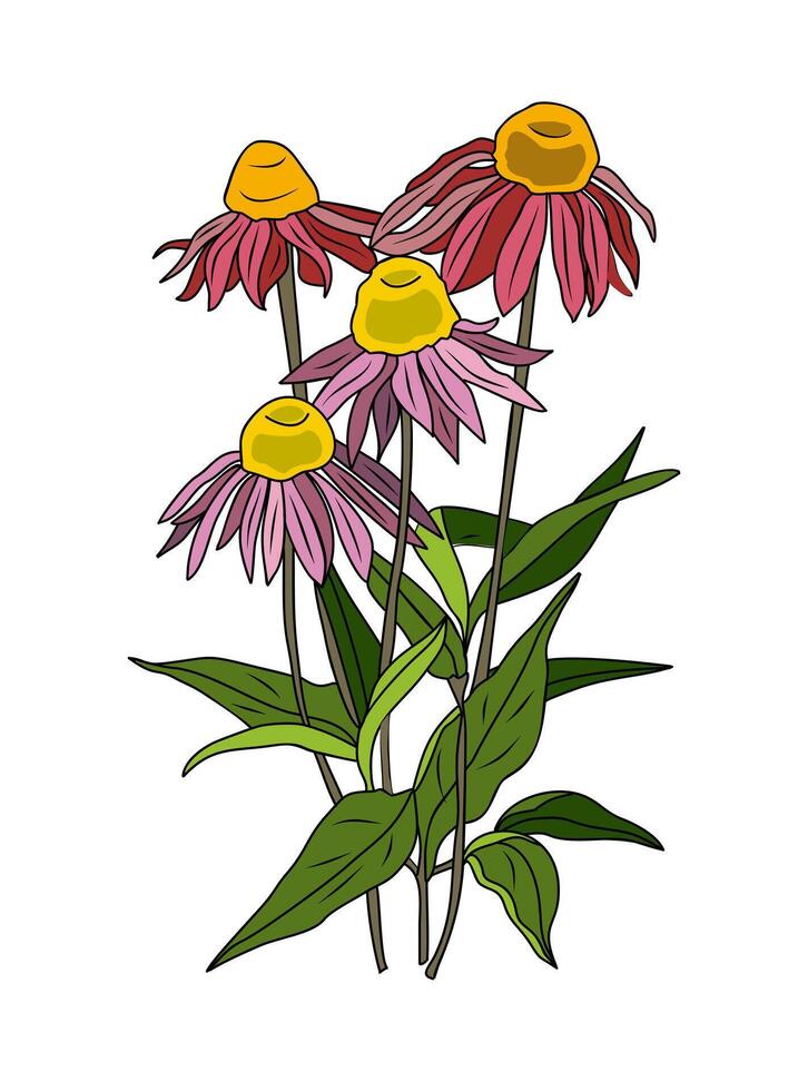 Echinacea purpurea flowers art on white. vector