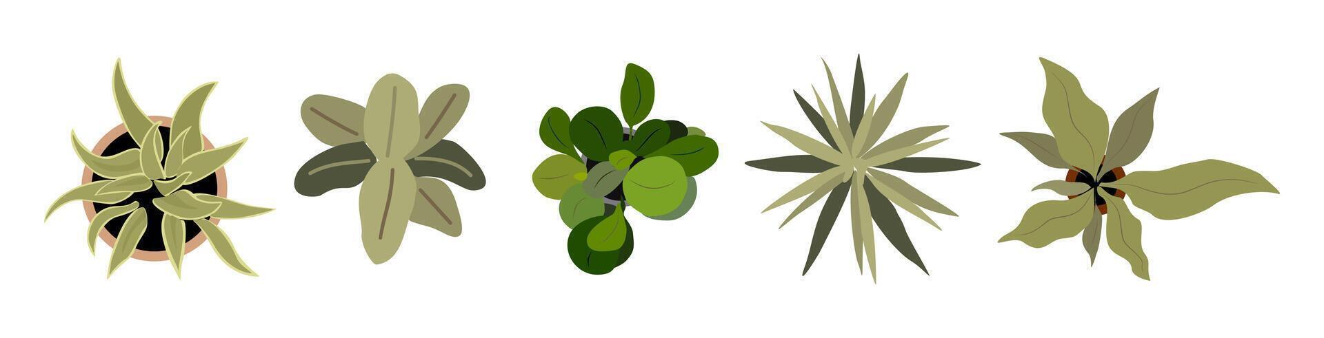 Set of different house plants top view. vector