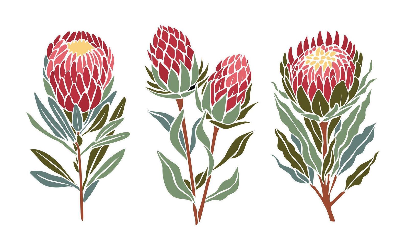 Set of botanical illustrations of protea flowers. vector