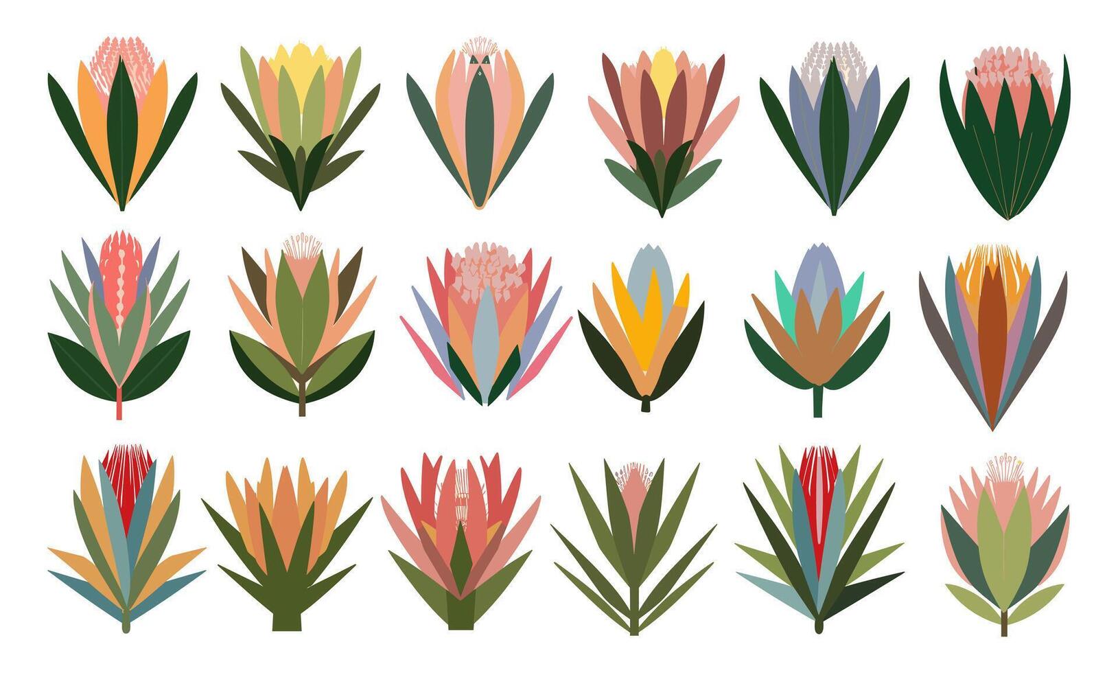 Set of different hand drawn protea flowers. vector