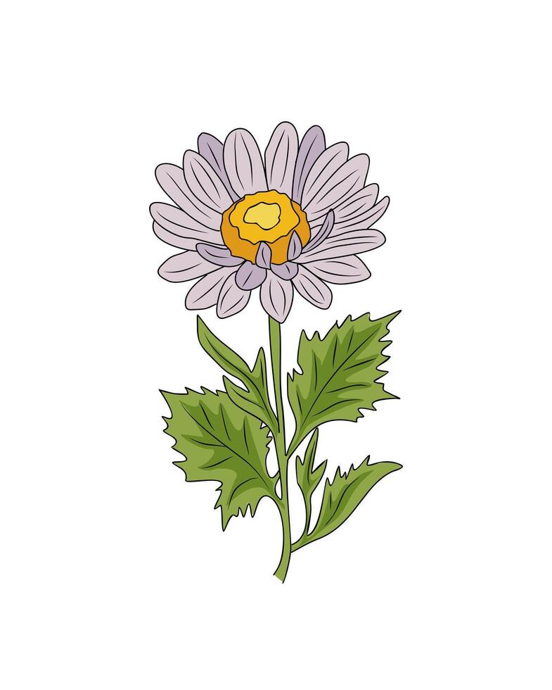Aster, September Birth month flower art. vector