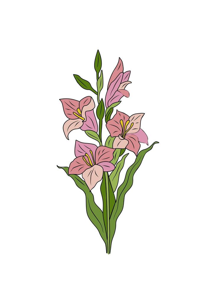 Pink Gladiolus flower outline colored art drawing. vector