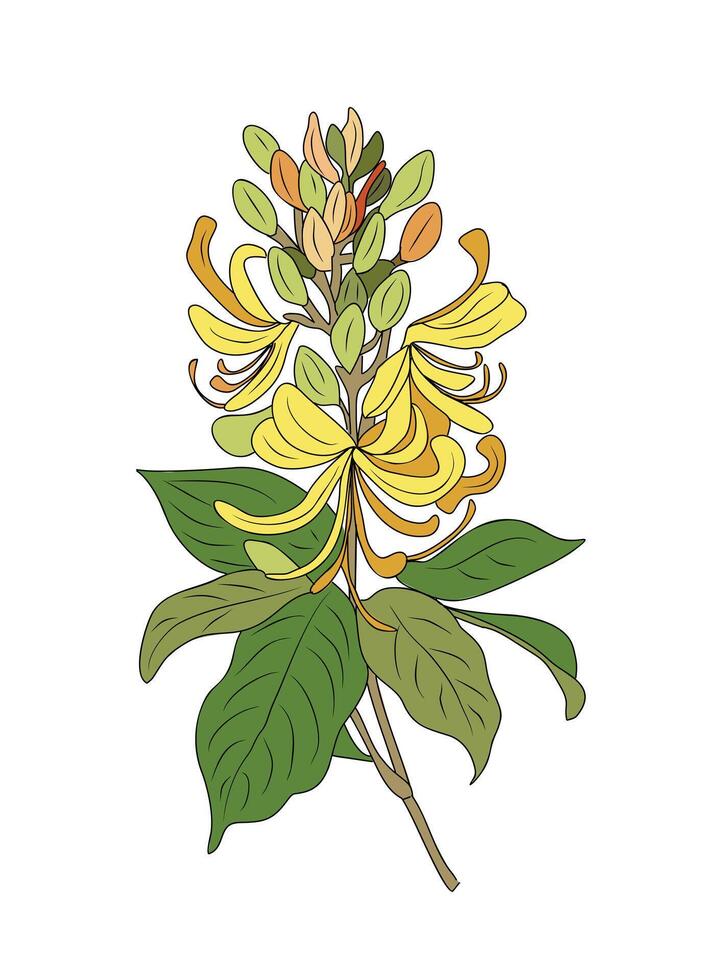 Honeysuckle, June Birth month flowers set. vector