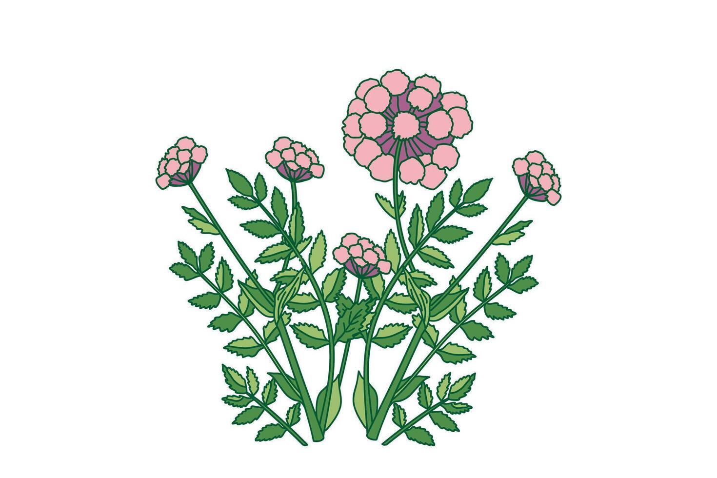 Botanical bouquet of Hydrangea isolated on white background. Plant and flowers in pastel green colors illustration. Graphic design for Print Brand Wedding invitation Greeting Card Product Book vector