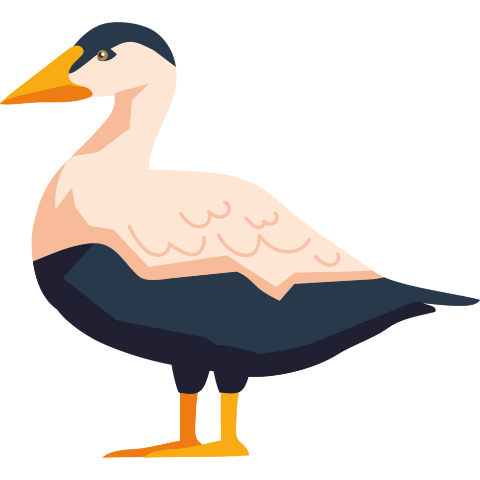 sandpiper cartoon shorebird png