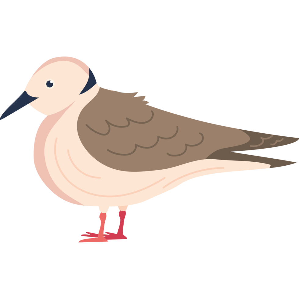 beach seagull bird png