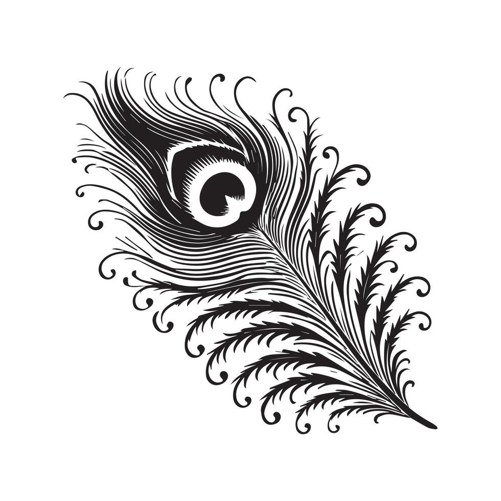 a black and white drawing of a peacock feather vector