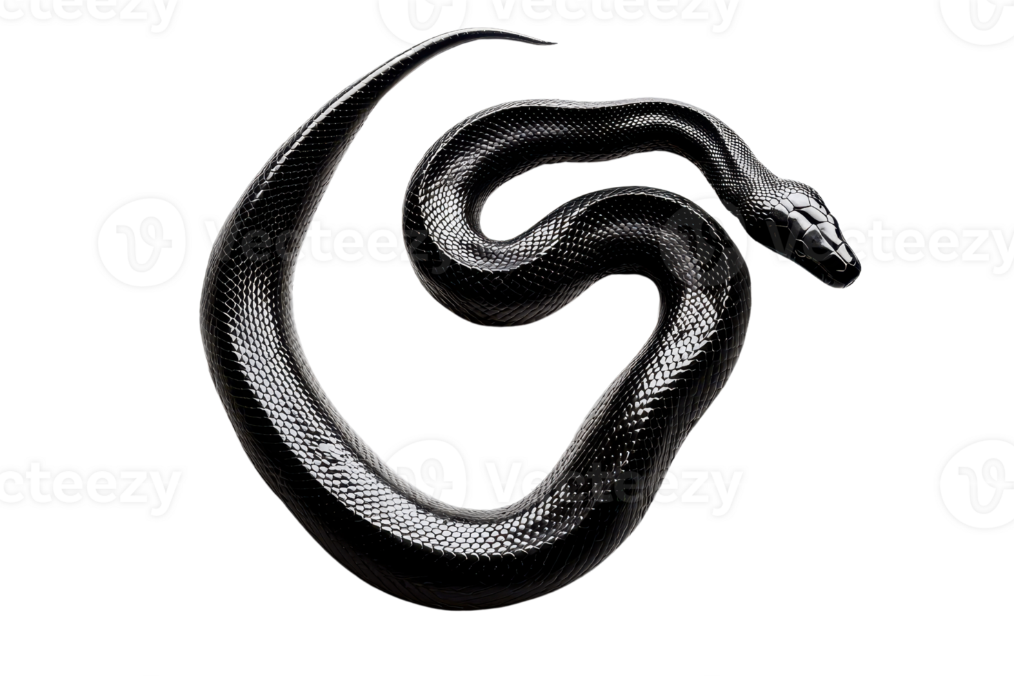 Coiled black snake on transparent background, showcasing its smooth scales and elegant curves, perfect for nature-themed projects. png