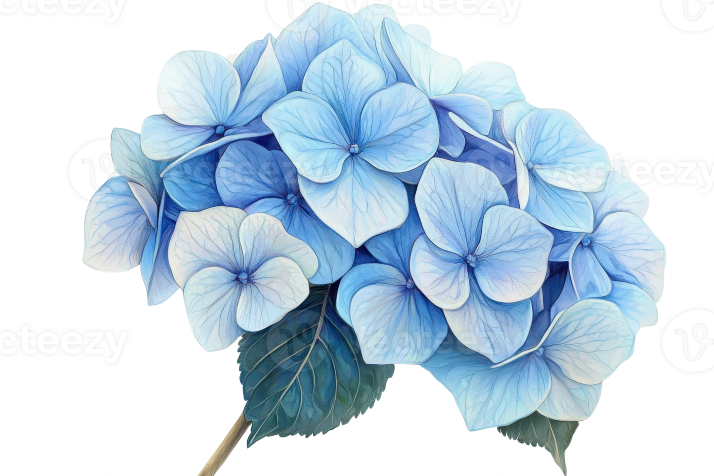 Beautiful close-up of blue hydrangea flowers in full bloom, showcasing delicate petals and vibrant colors against a transparent background. png