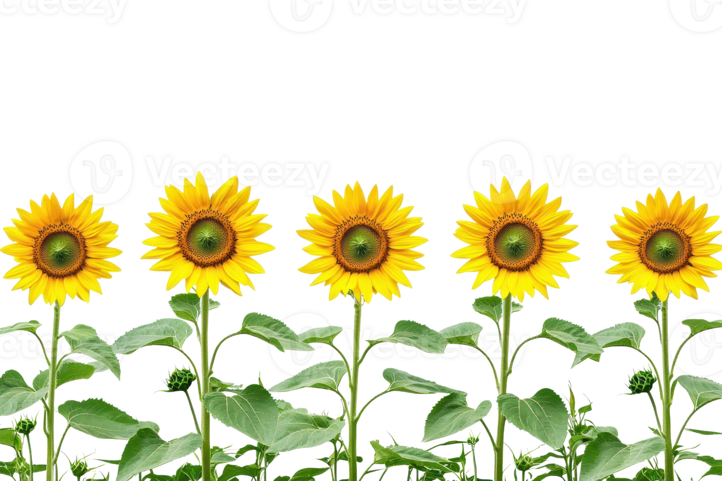 A row of vibrant sunflowers standing tall against a clear background, showcasing nature's beauty and summer vibes, perfect for cheerful designs. png