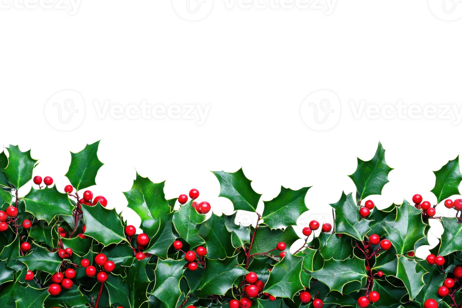 Festive holly leaves with bright red berries isolated on a transparent background, symbolizing Christmas decoration and holiday cheer. png