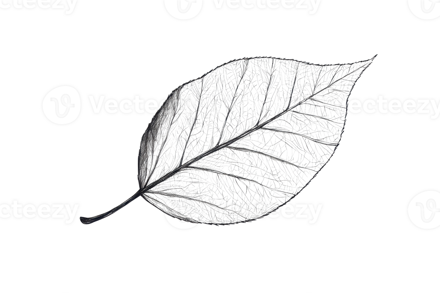 Monochrome leaf skeleton showcasing intricate vein patterns on transparent background, ideal for nature and botanical designs. png