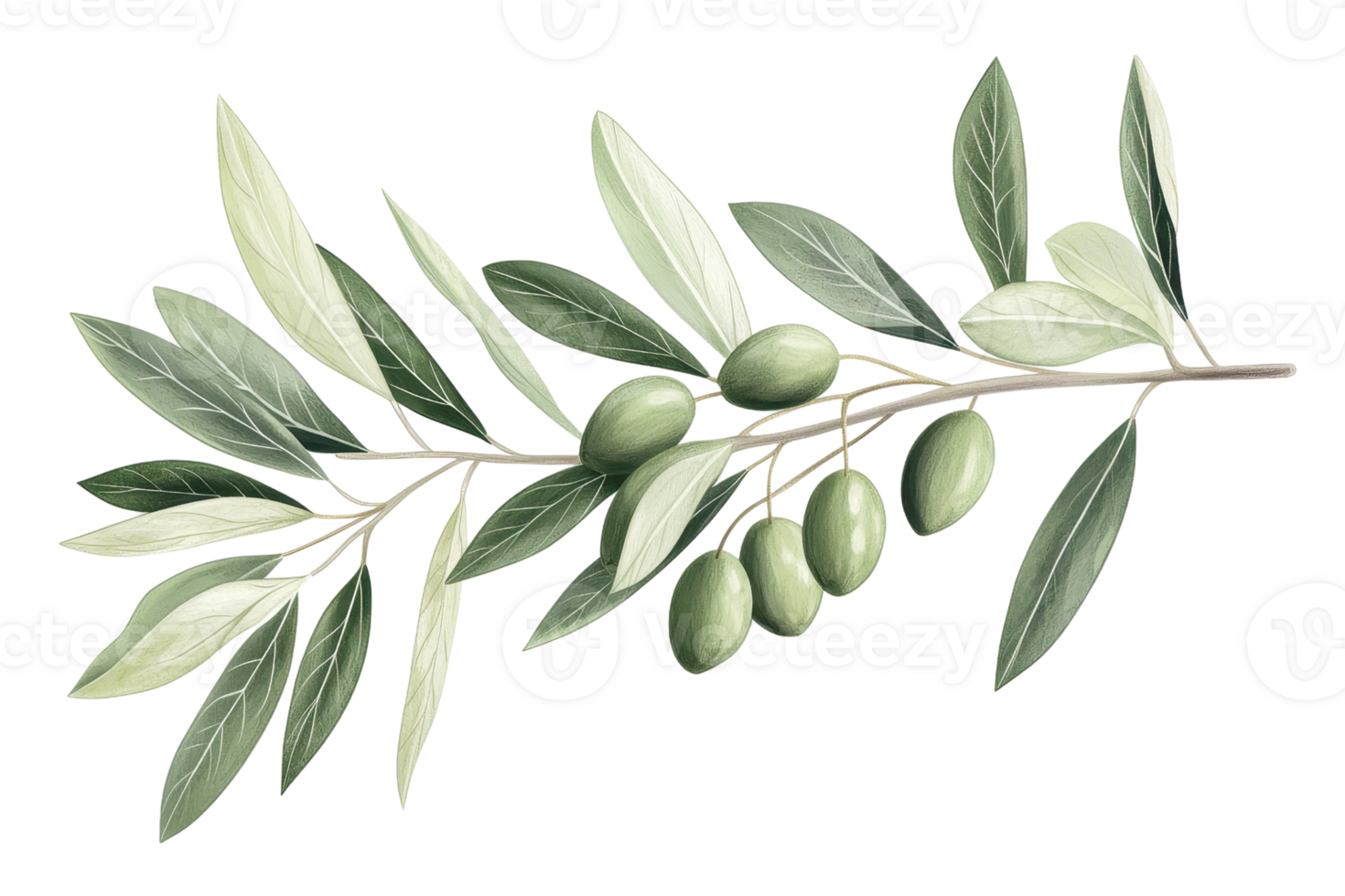 Illustration of an olive branch with green olives and leaves, highlighting natural beauty for culinary and decorative purposes. png