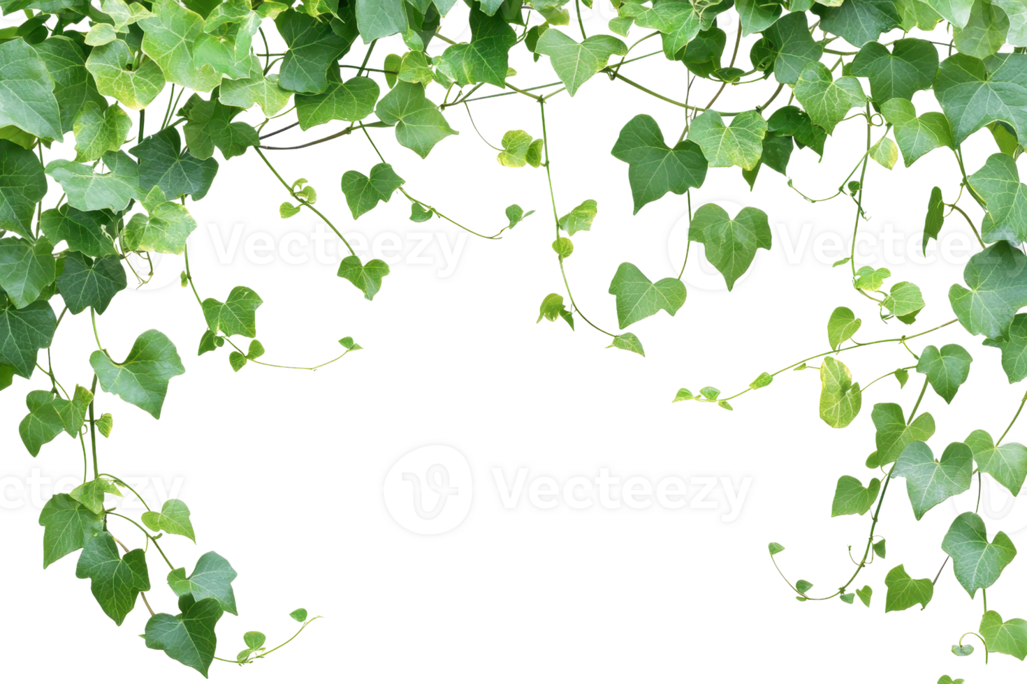 Lush green ivy leaves form a natural arch, creating an intricate and refreshing backdrop perfect for nature, garden, or outdoor-themed designs. png
