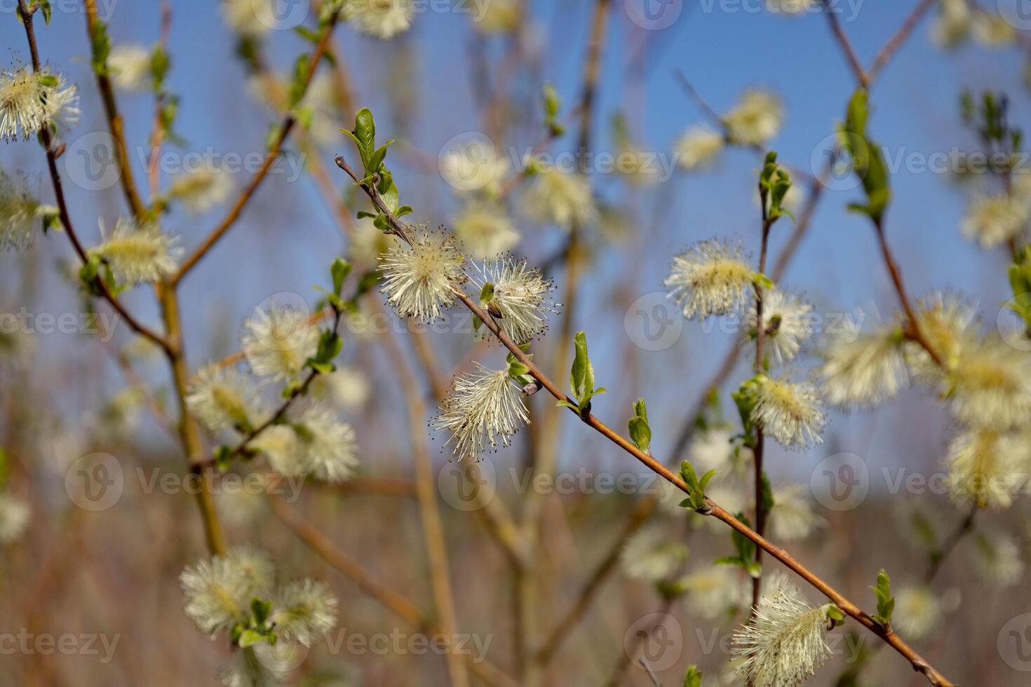 Willow blooming in spring on a sunny day against a blue sky photo