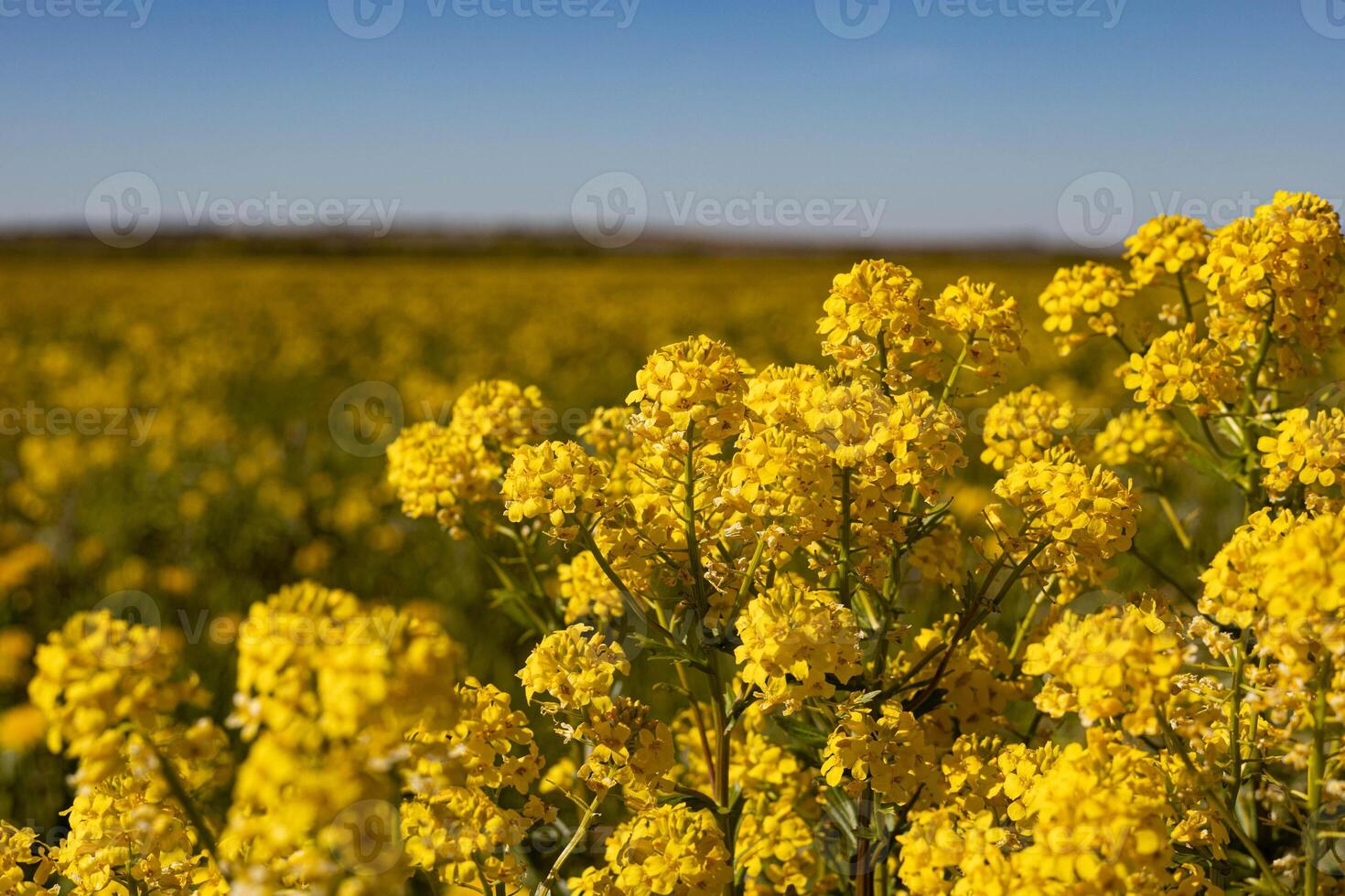Field of flowering yellow rapeseed on a sunny spring day, blurred background photo