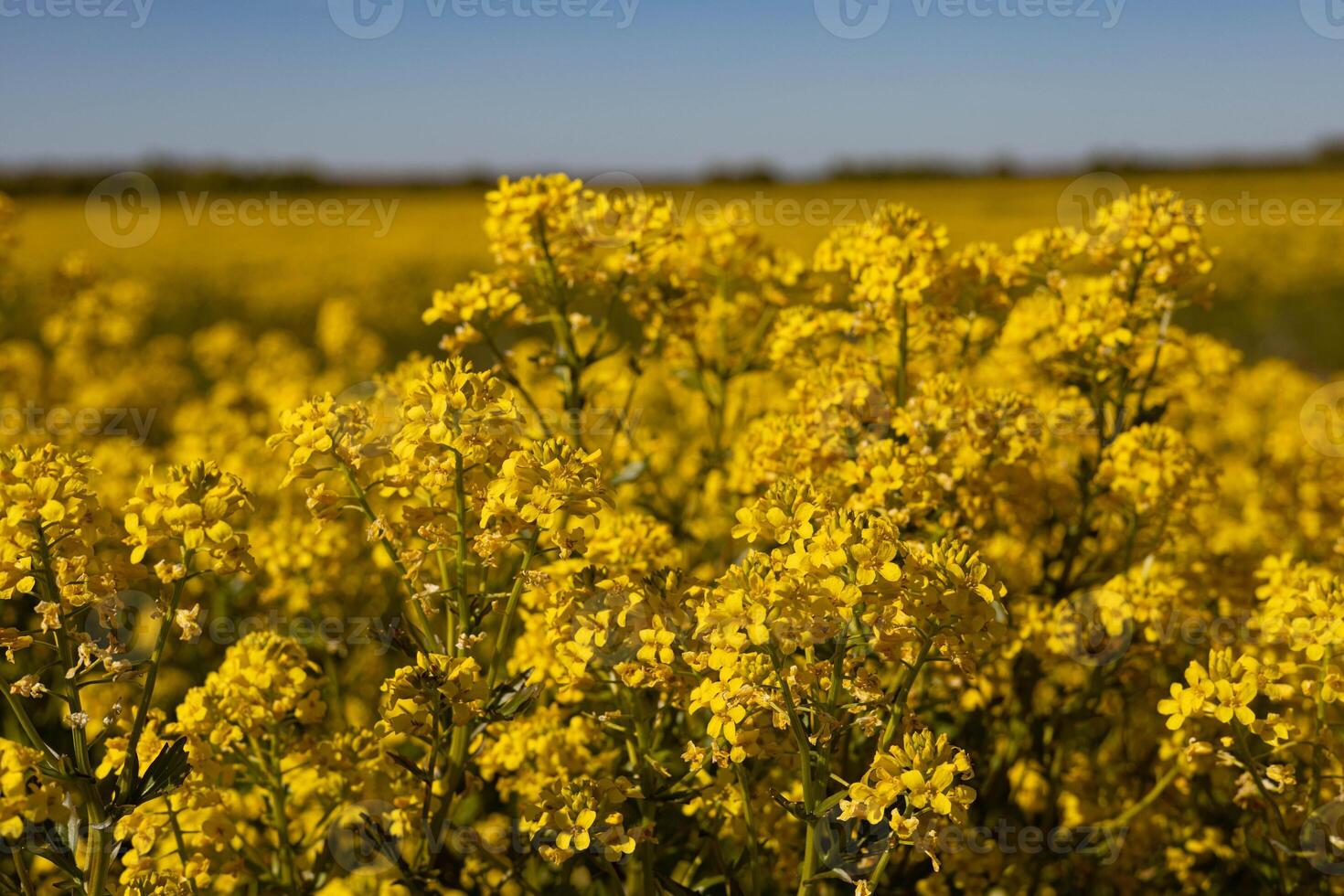 Field of flowering yellow rapeseed on a sunny spring day. Farm field photo