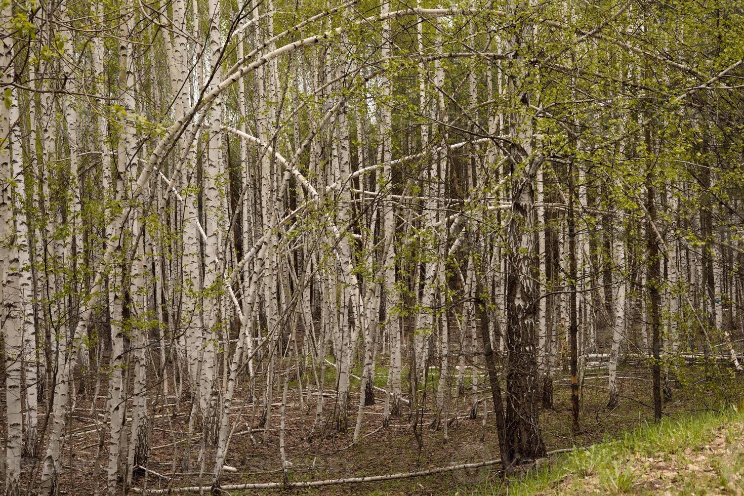 Birch trees in the forest on a sunny spring day, thin white trunks photo