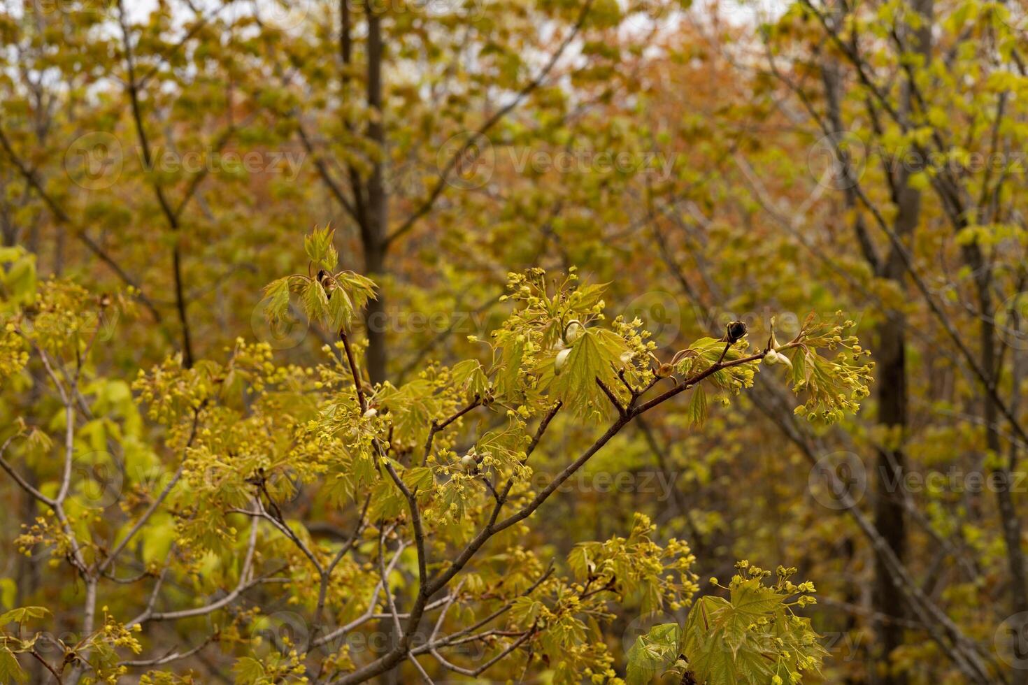 Maple tree with young green leaves in spring against forest photo
